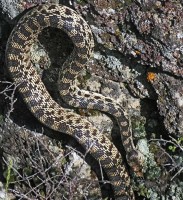 rattler-hells-half-acre